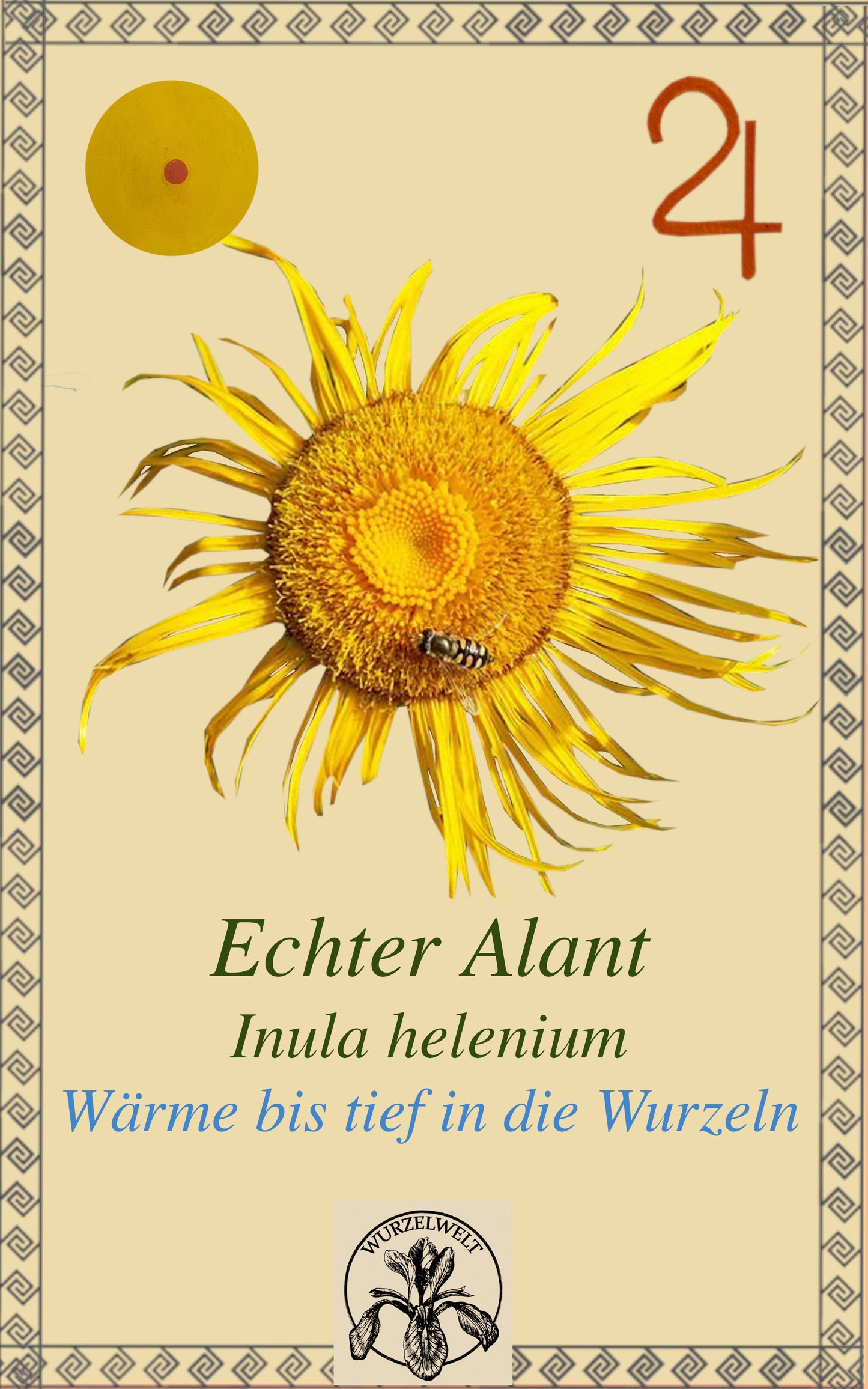 Echter Alant (Inula helenium)