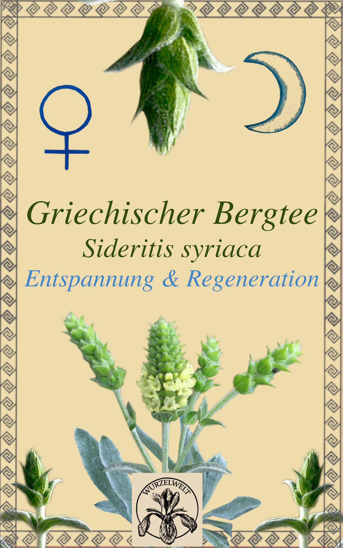 Griechischer Bergtee (Sideritis syriaca)