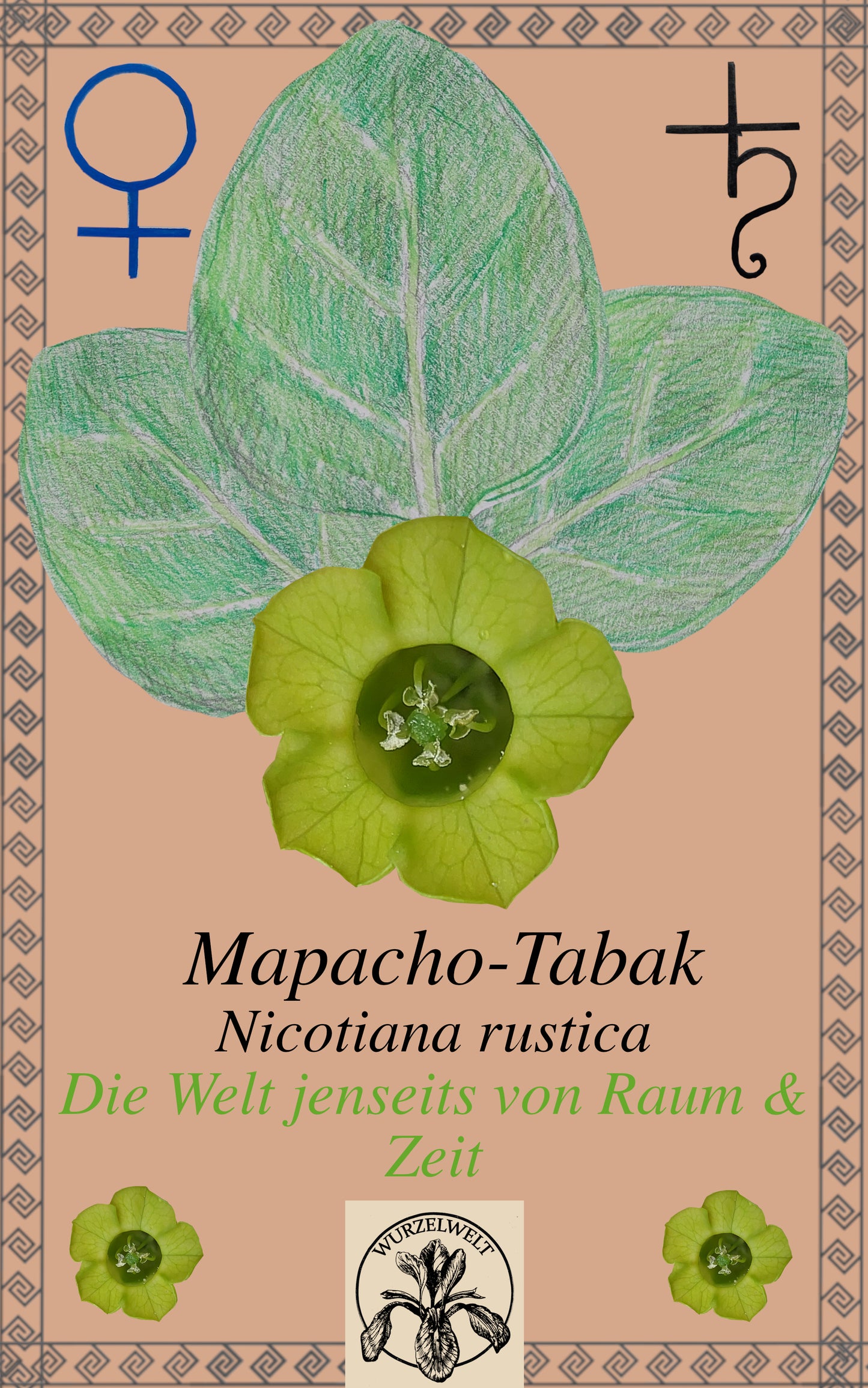 Mapacho-Tabak/Bauerntabak (Nicotiana Rustica)