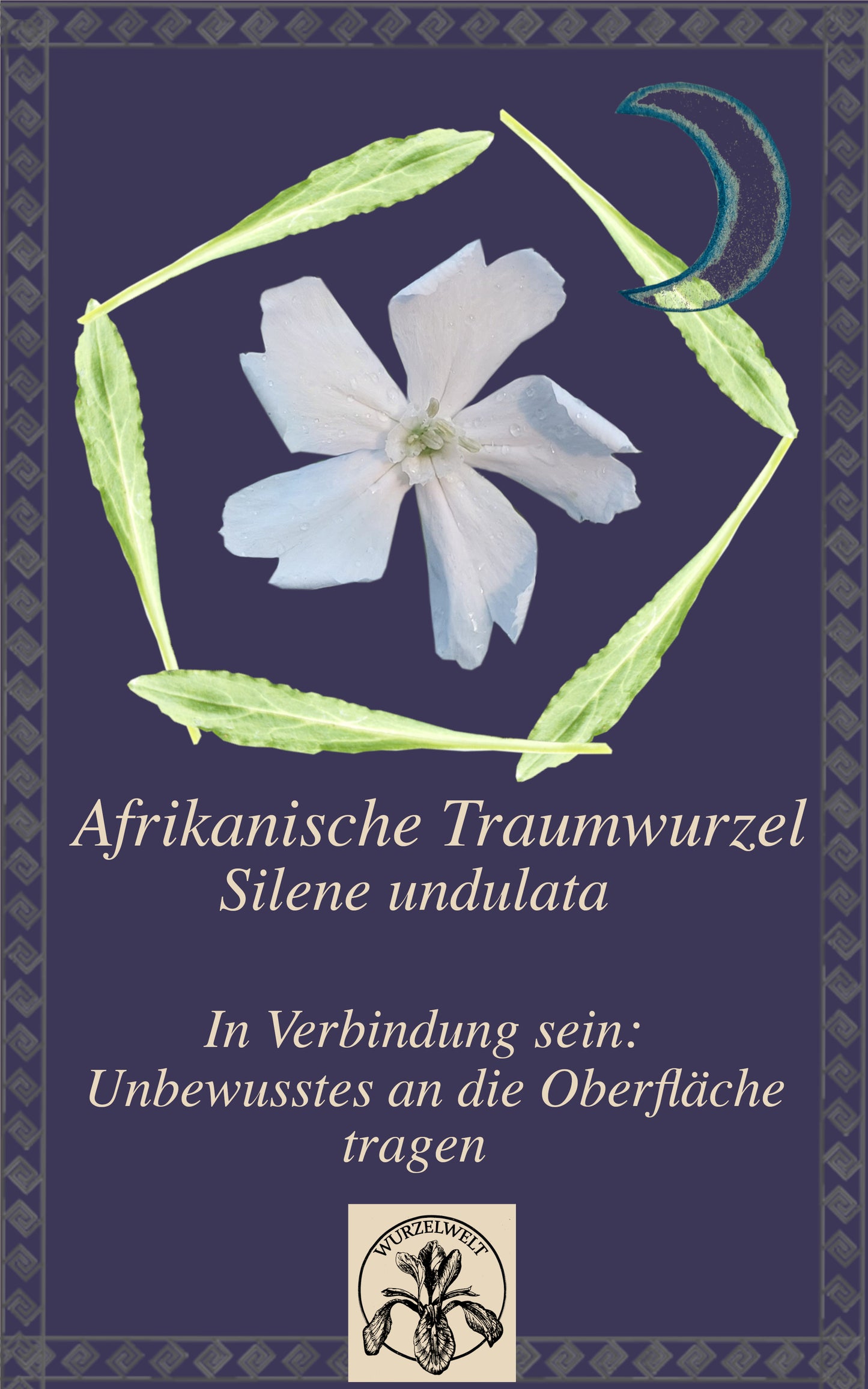 Afrikanische Traumwurzel (Silene undulata)
