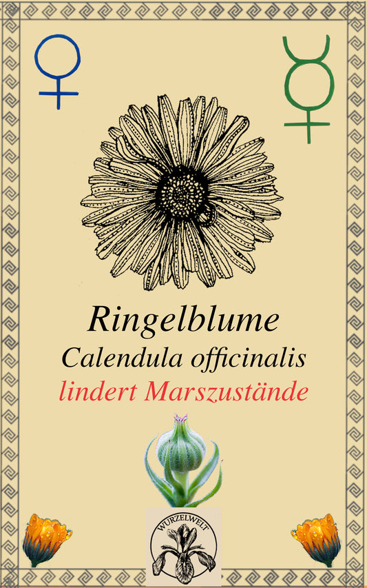 Ringelblume (Calendula officinalis)