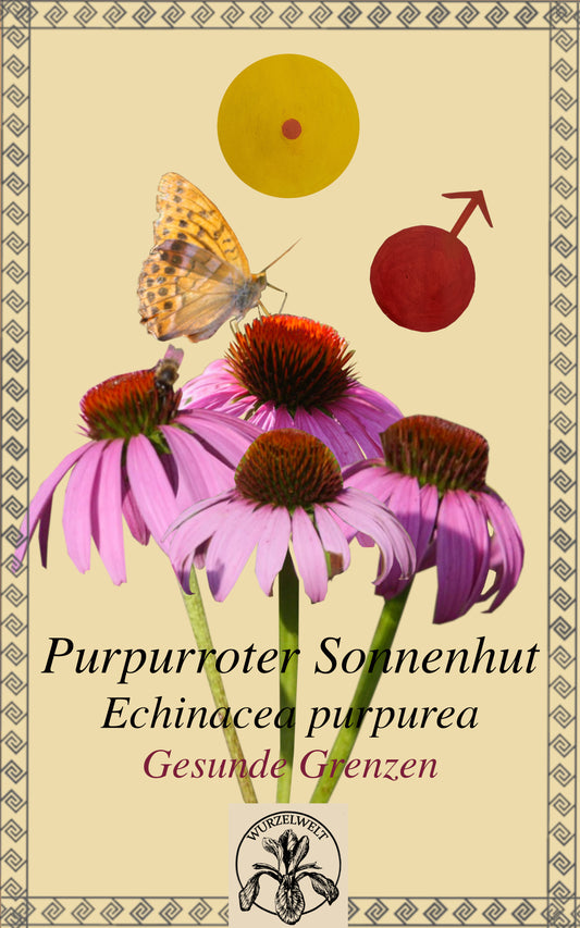 Roter Sonnenhut (Echinacea purpurea)