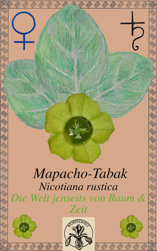 Mapacho-Tabak/Bauerntabak (Nicotiana rustica)