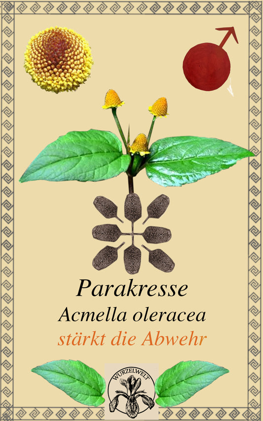 Parakresse (Acmella oleracea)
